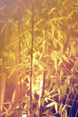 Heising und Adelmann